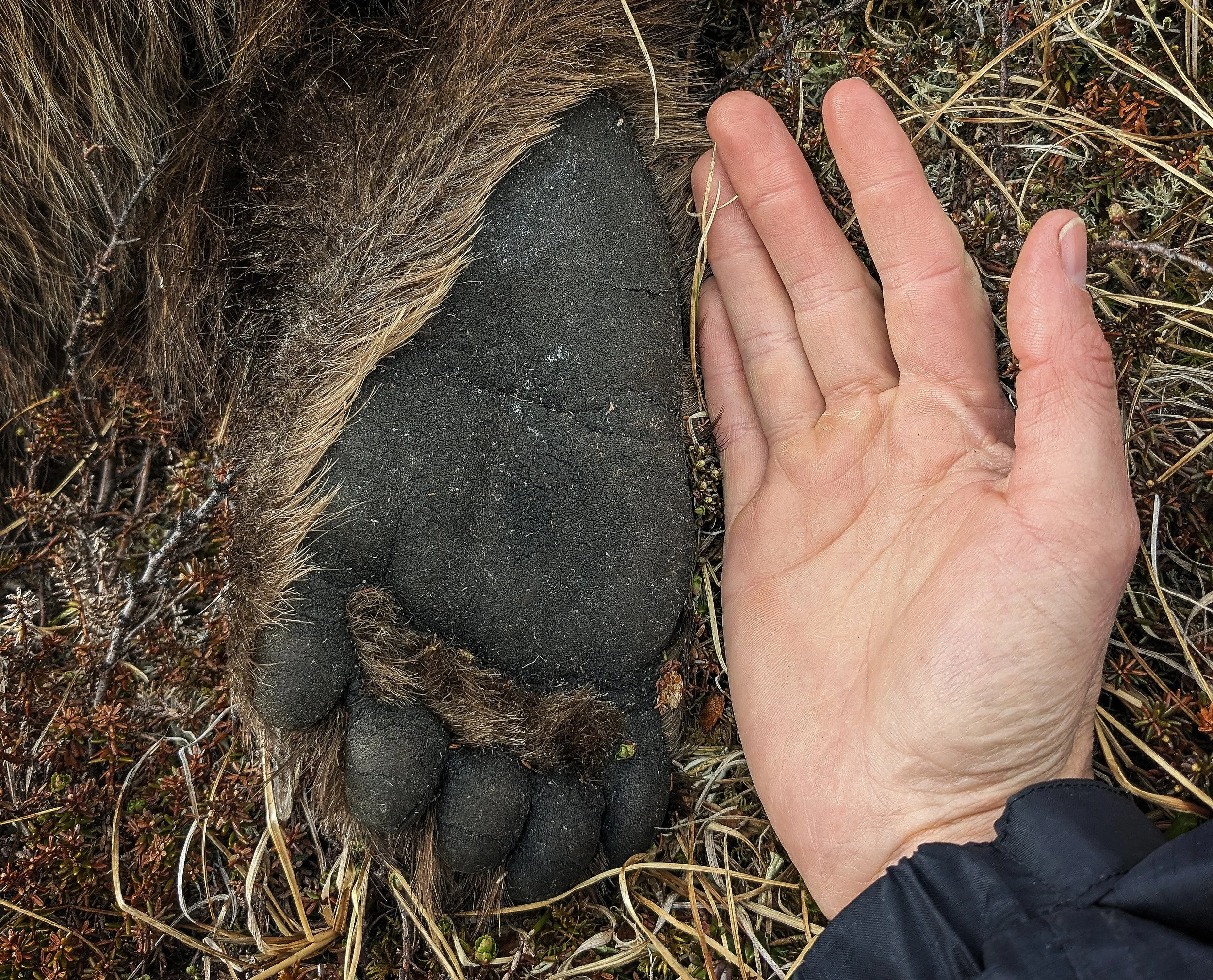‘I’ve never seen anything like it’: On the Ground in the Mulchatna Bear Control Area