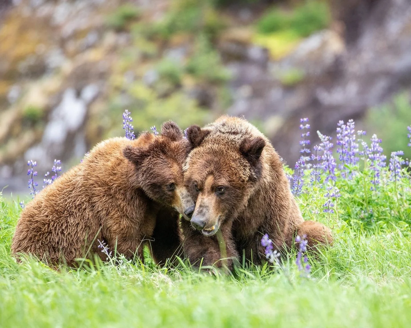 Grizzly 9.jpg