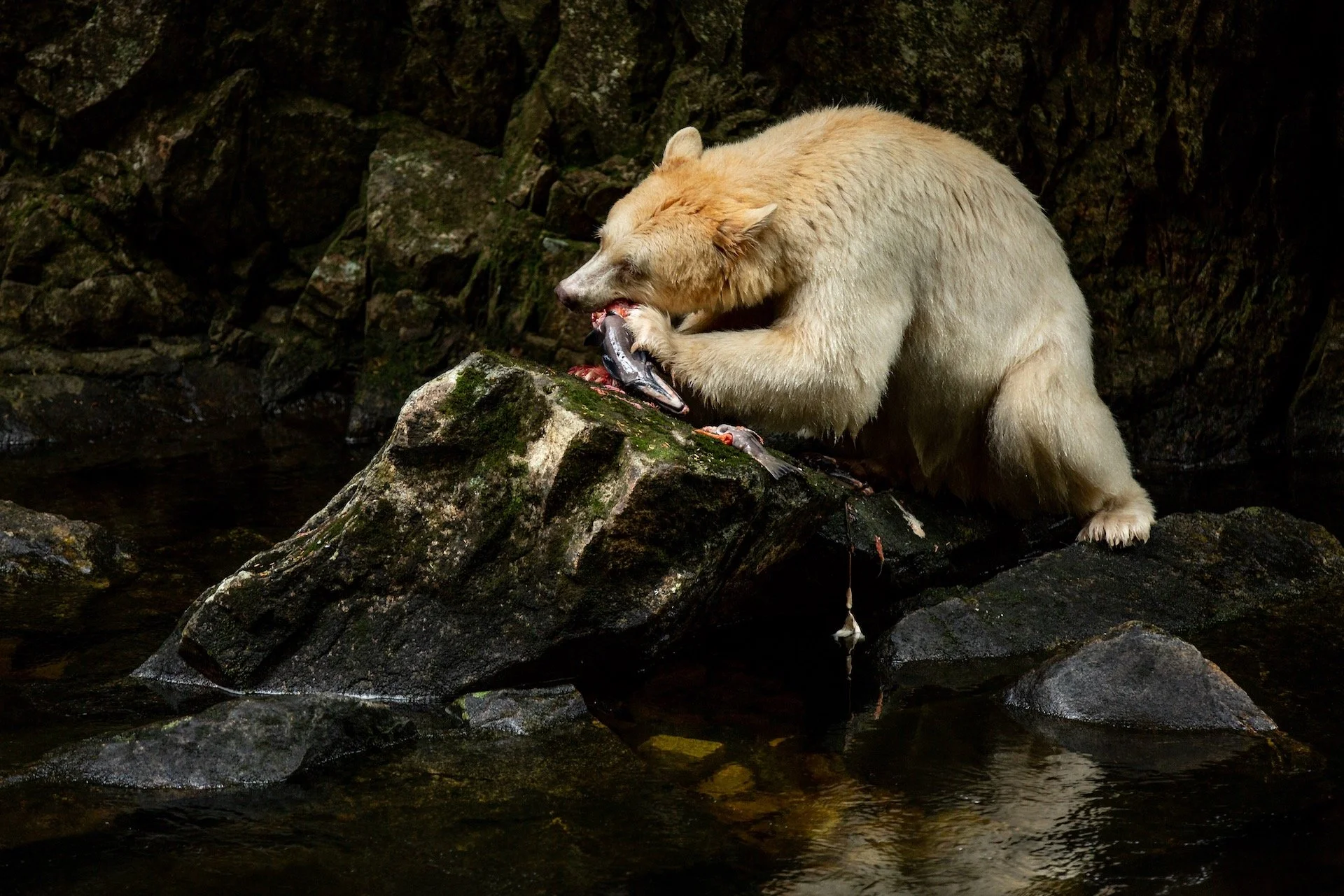 Spirit Bear 12.jpg