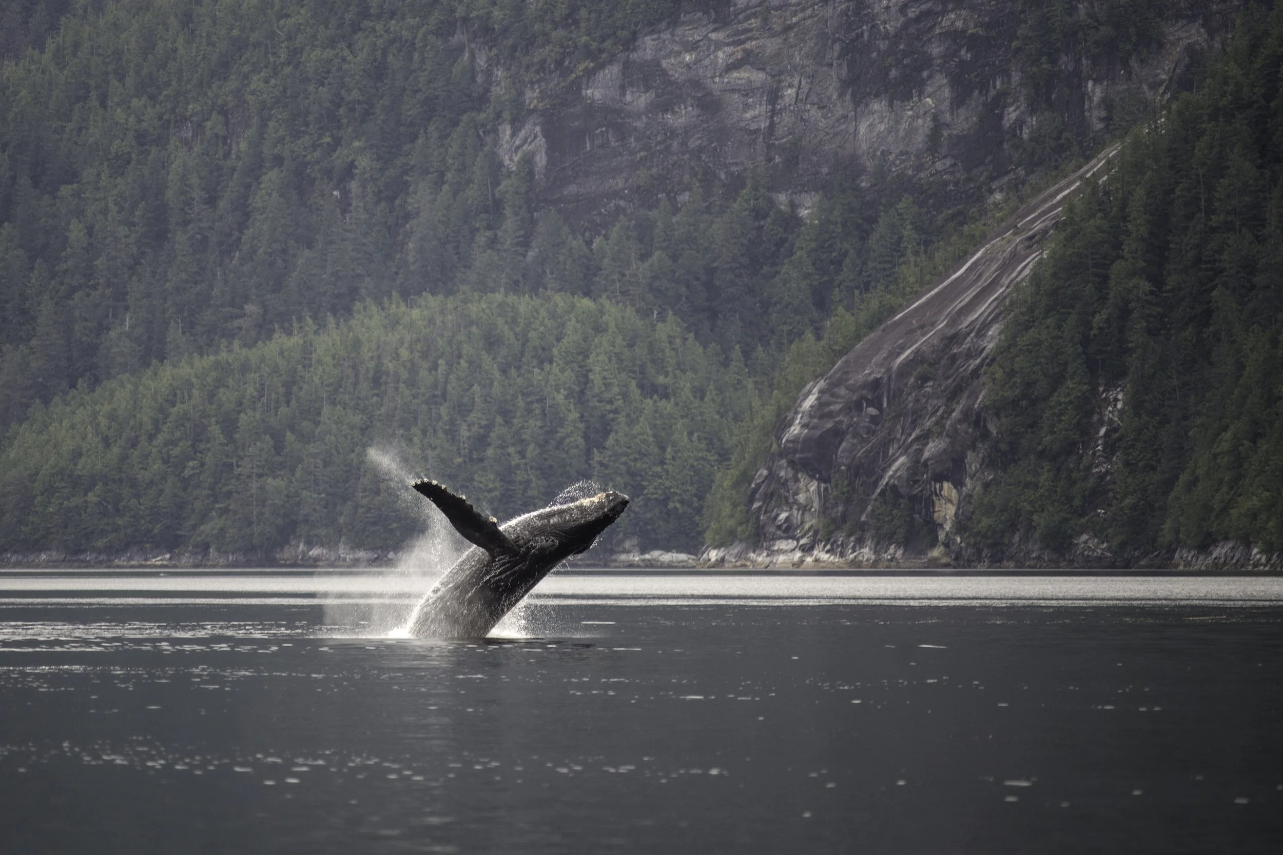 Humpback 2.jpg