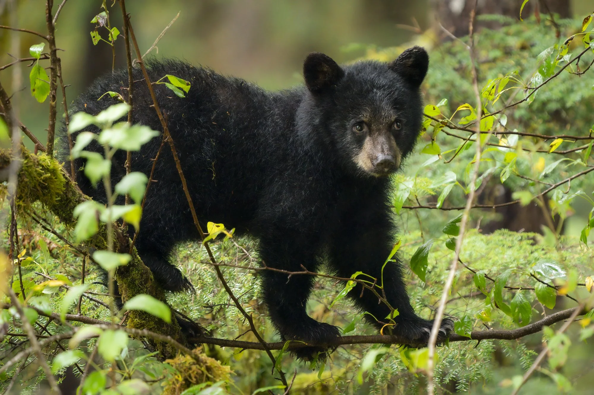 Black Bear 2.JPG