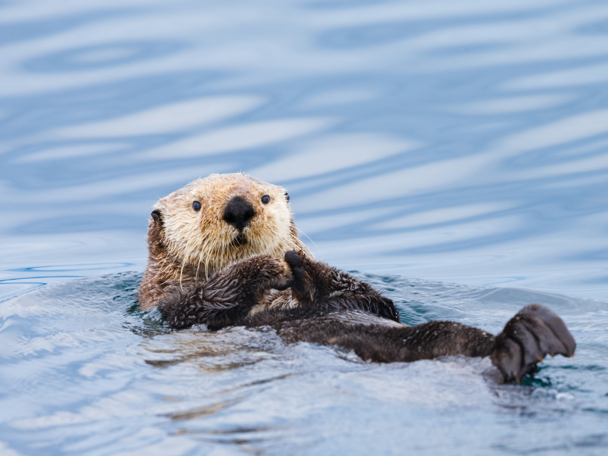 How the New Endangered Species Act Rule Threatens Alaska's Wildlife