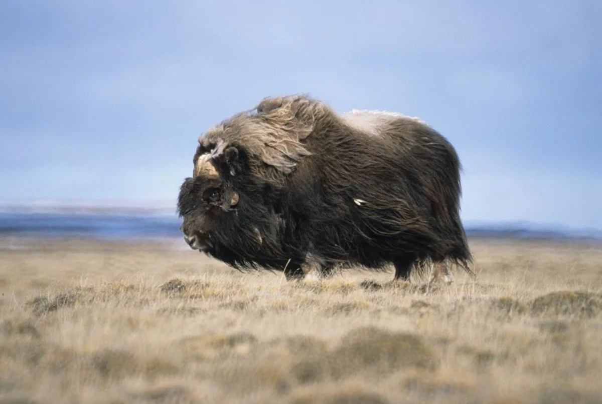 Musk Ox