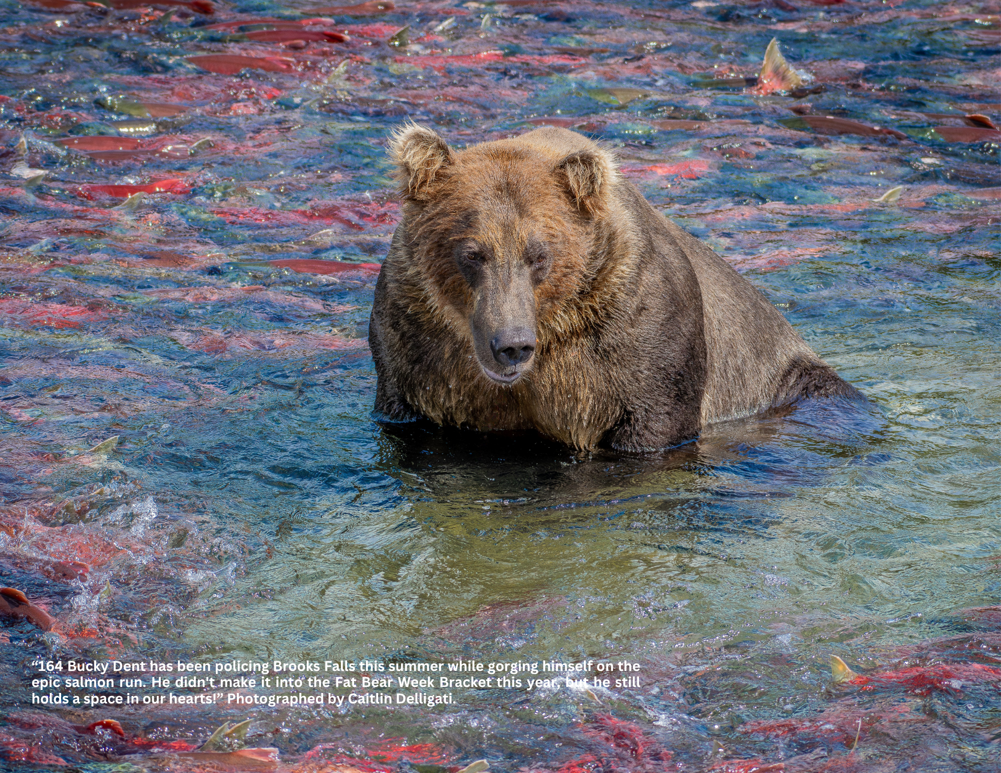 Copy of 2026 AWA Wildlife Calendar (2).png