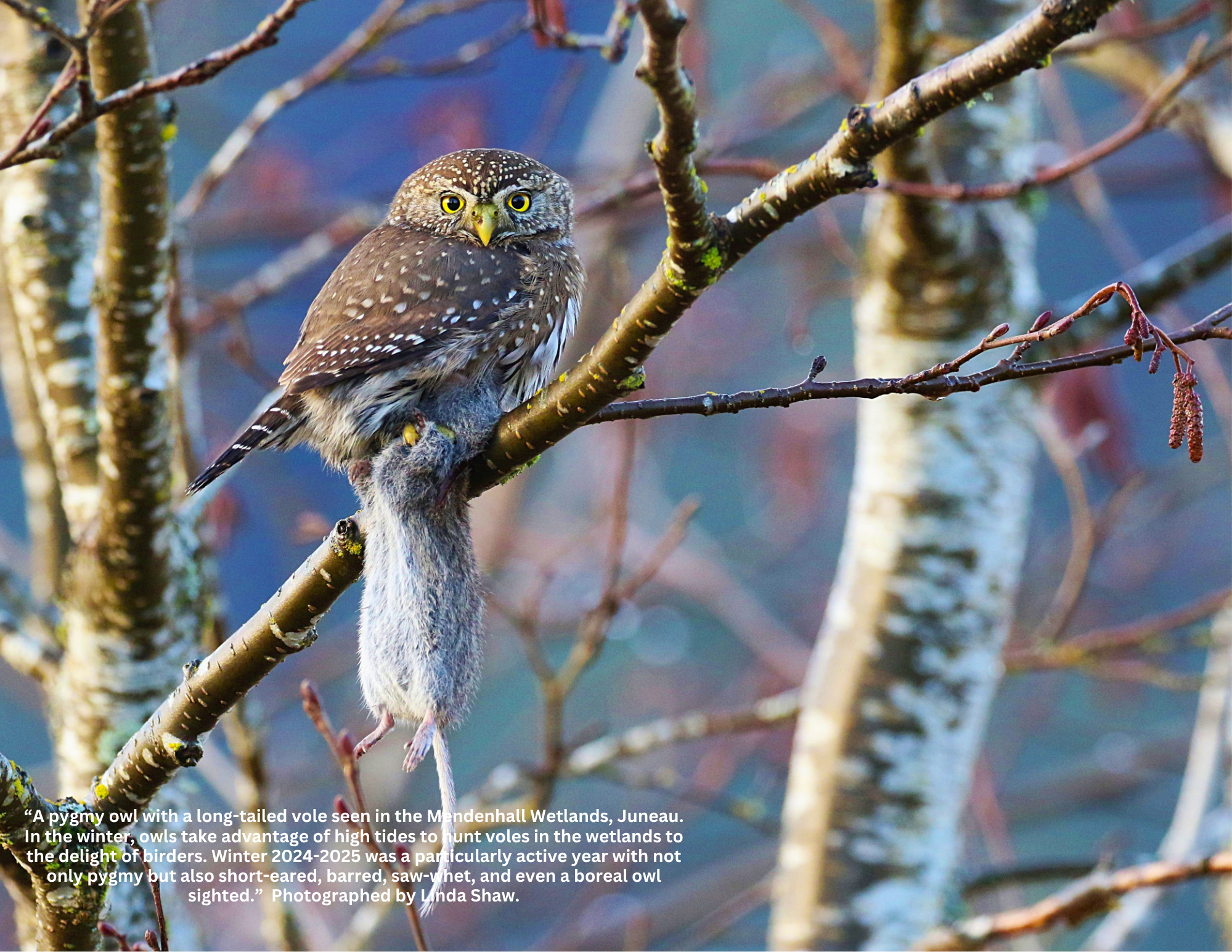 Copy of 2026 AWA Wildlife Calendar.png