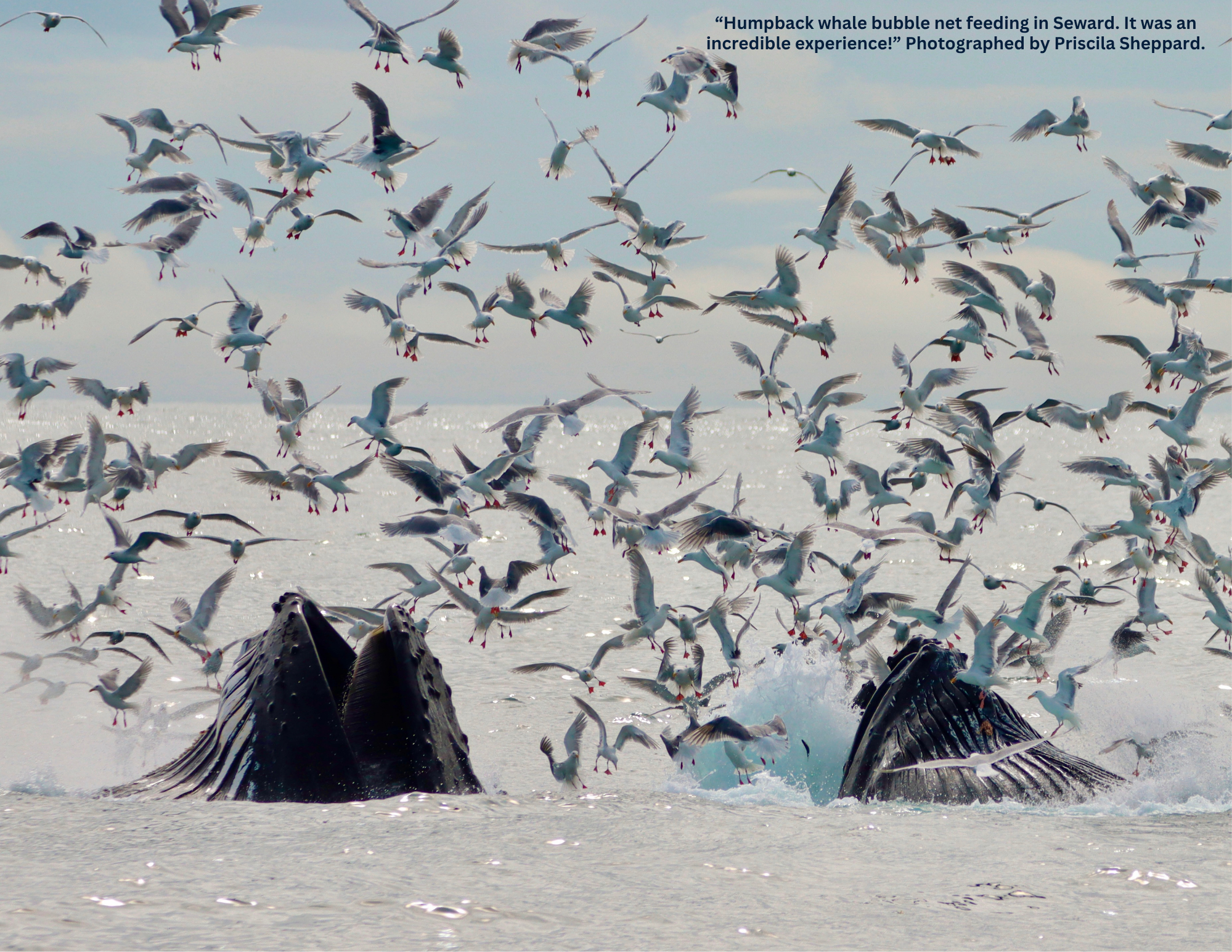 2026 AWA Wildlife Calendar (6).png