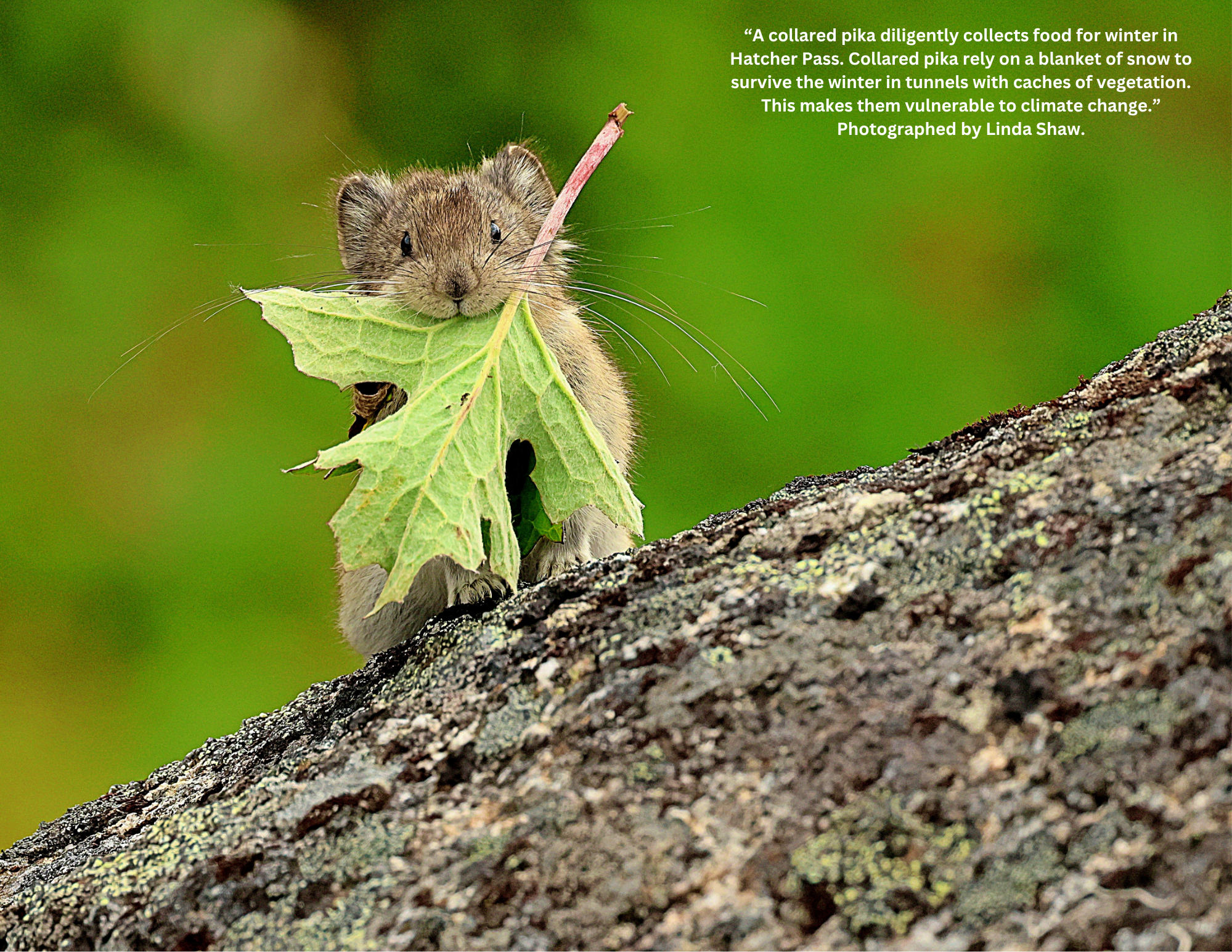 2026 AWA Wildlife Calendar (5).png