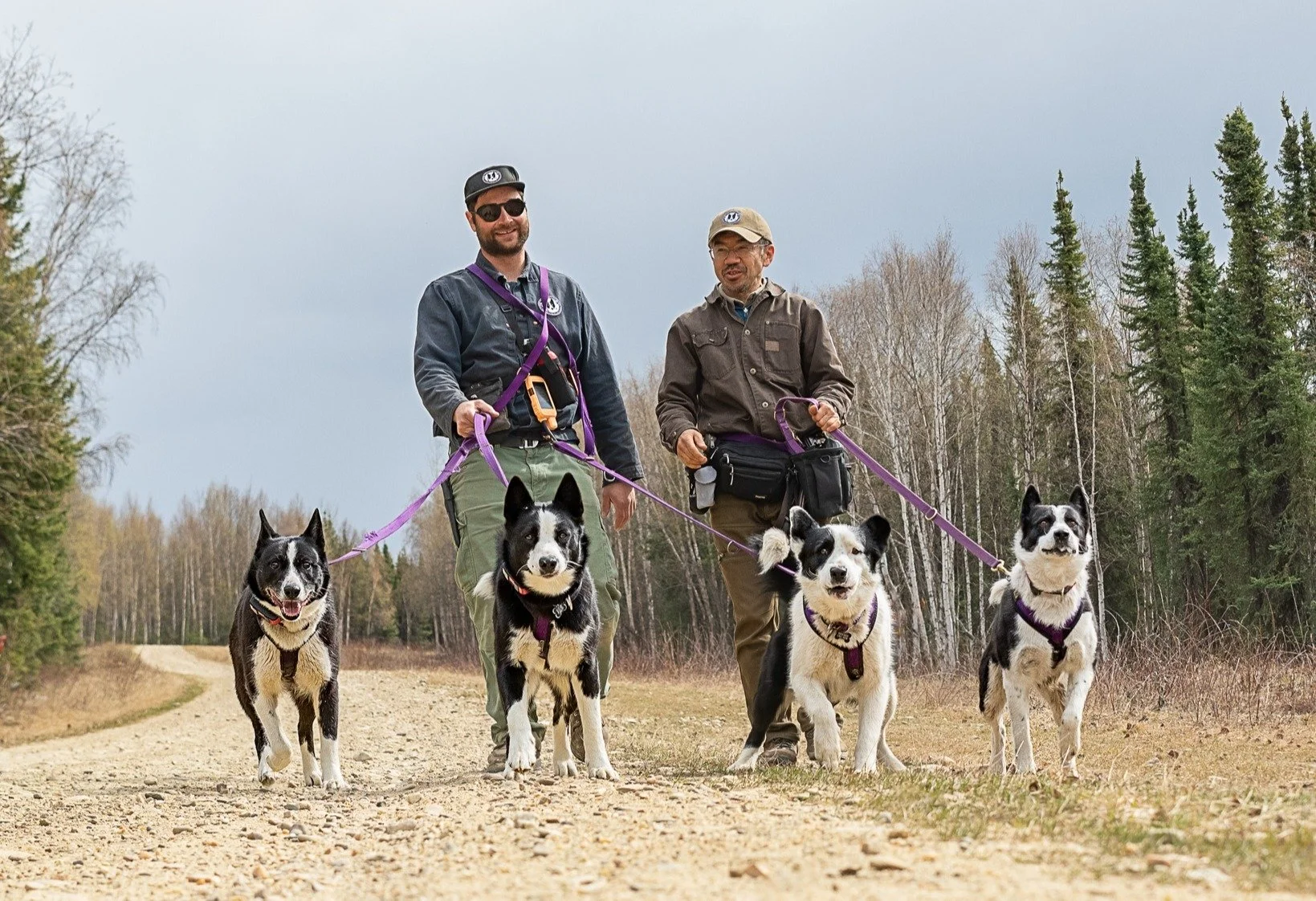 Wildlife Wednesday: Karelian Bear Dogs Help Protect Wildlife