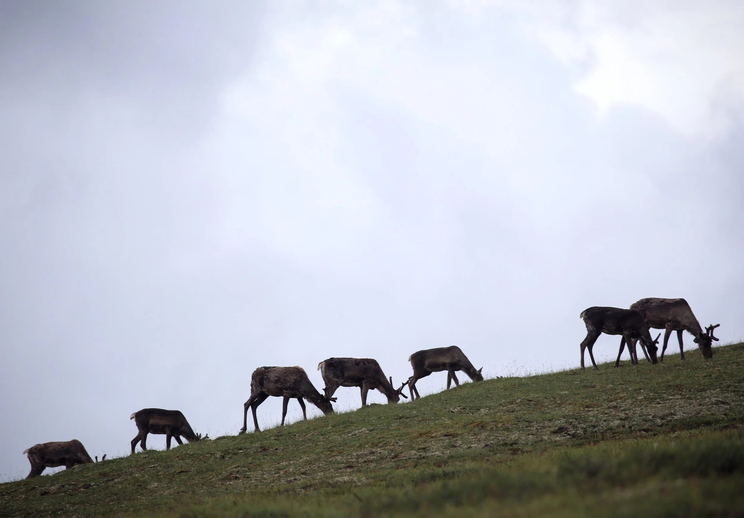 How Your Vote Can Shape Alaska’s Wild 