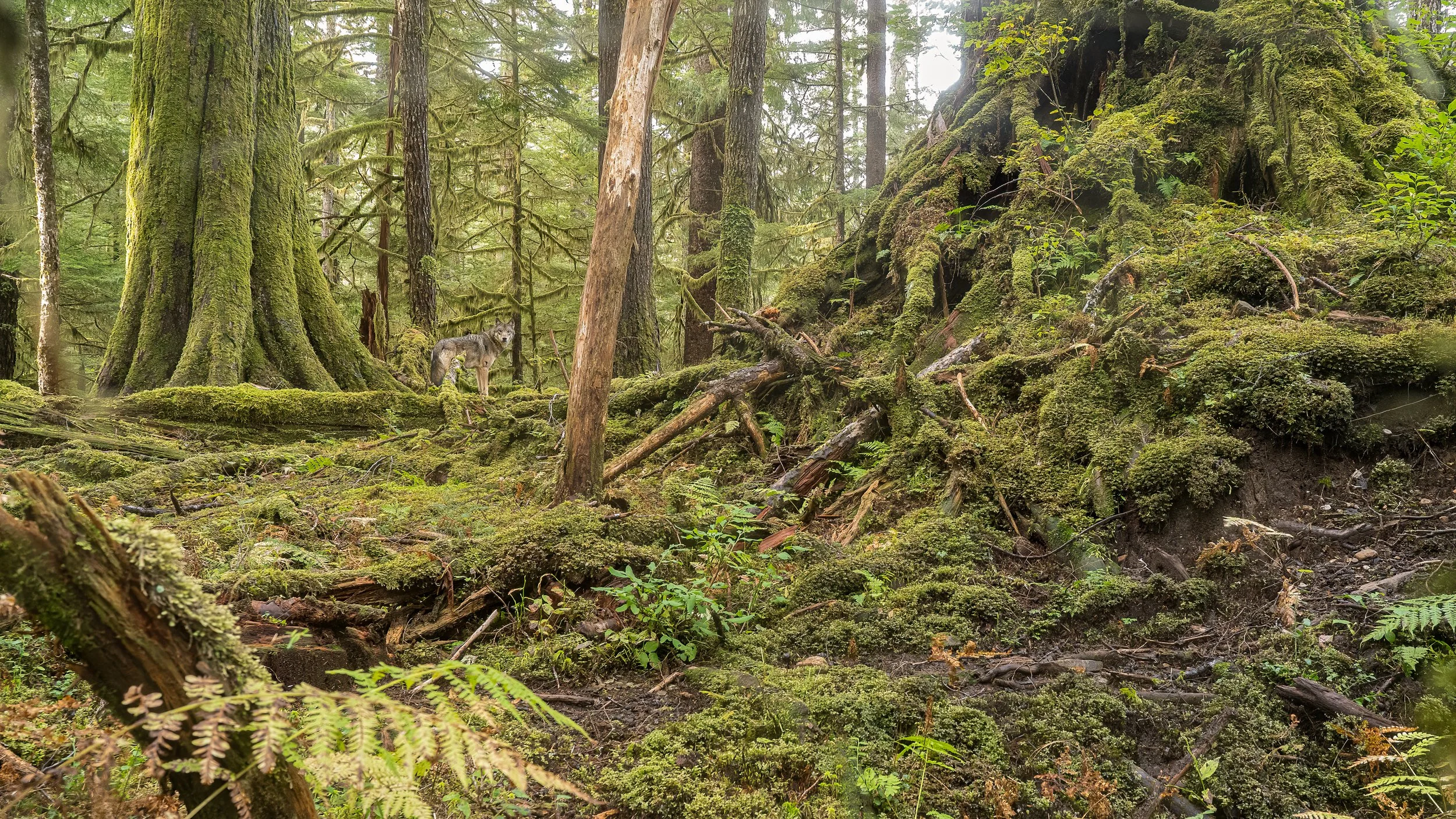 Help Tell the Story of the Alexander Archipelago Wolves Alaska