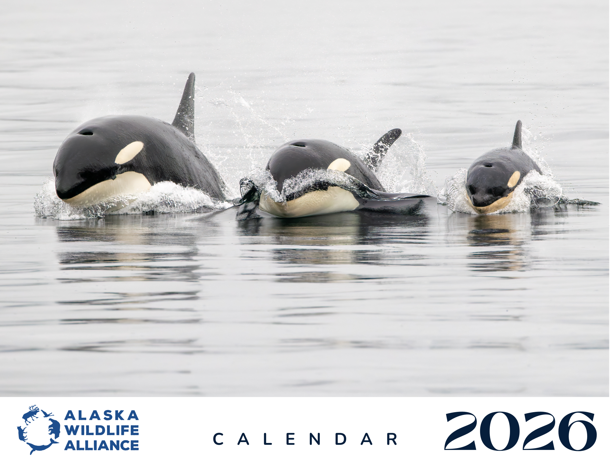 2026 AWA Wildlife Calendar.png