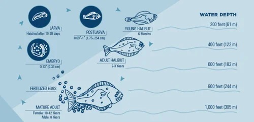 Pacific Halibut: What Makes Alaska the Halibut Capitol of the World ...
