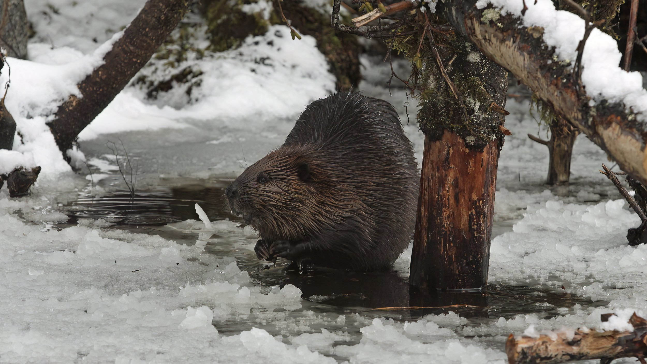 Beaver in a frozen pond. Jos Bakker - Copy.jpg
