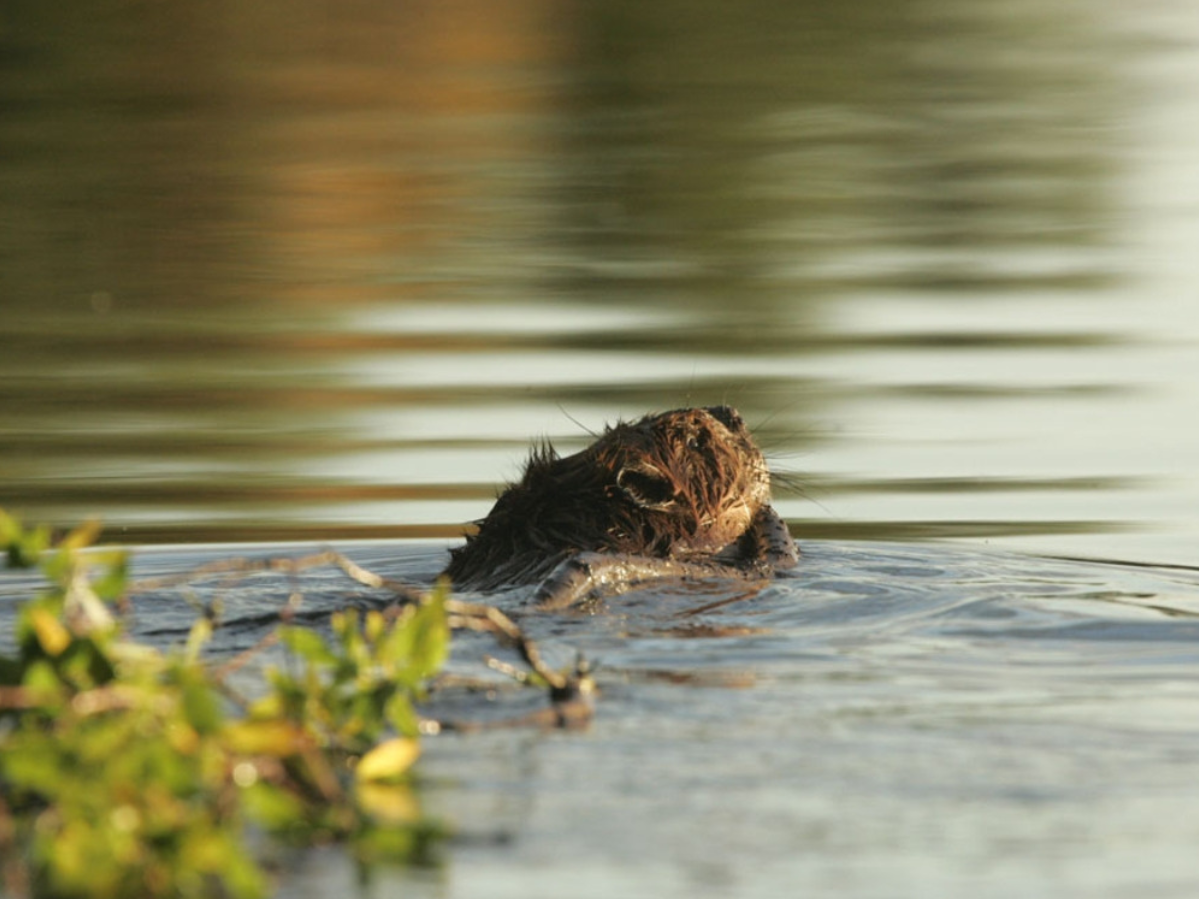 Beaver