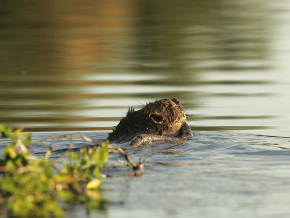 Beaver — Alaska Wildlife Alliance (AWA)