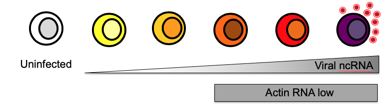 Screen Shot 2019-04-26 at 8.09.26 AM.png