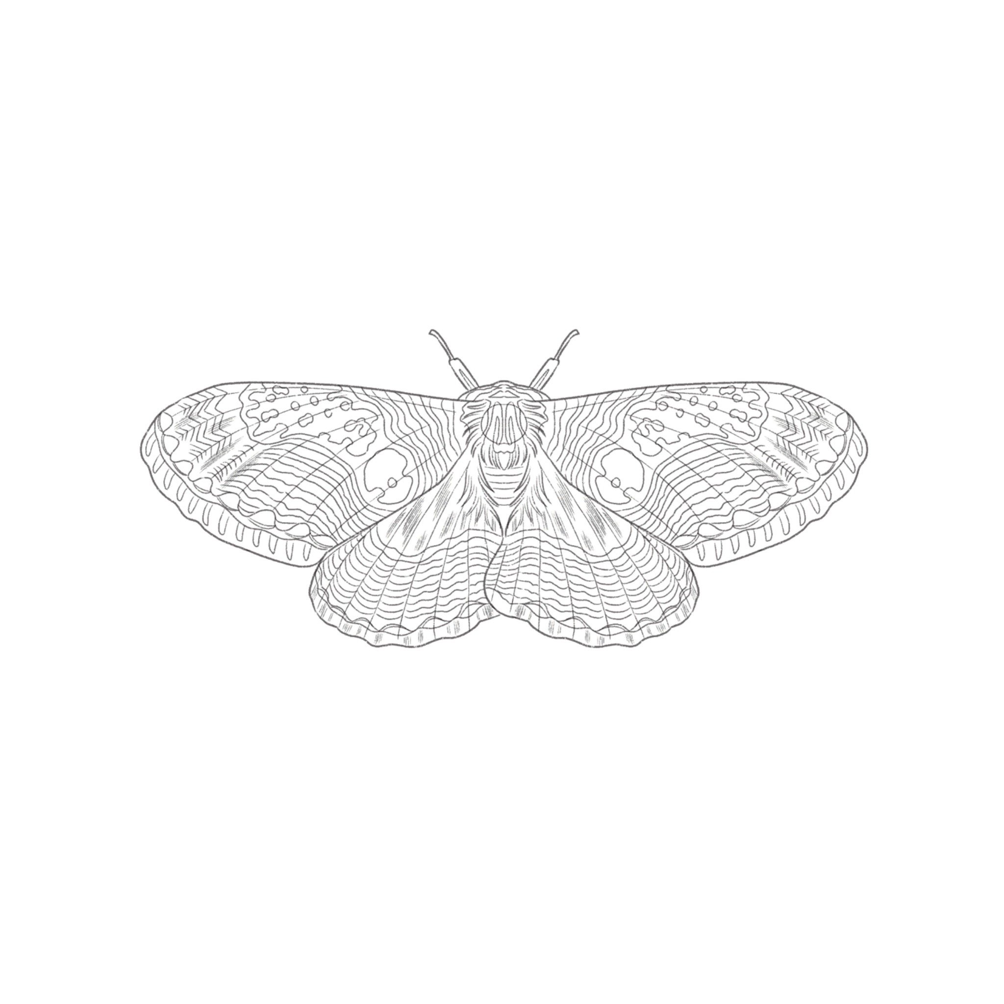 Brahmaea Moth