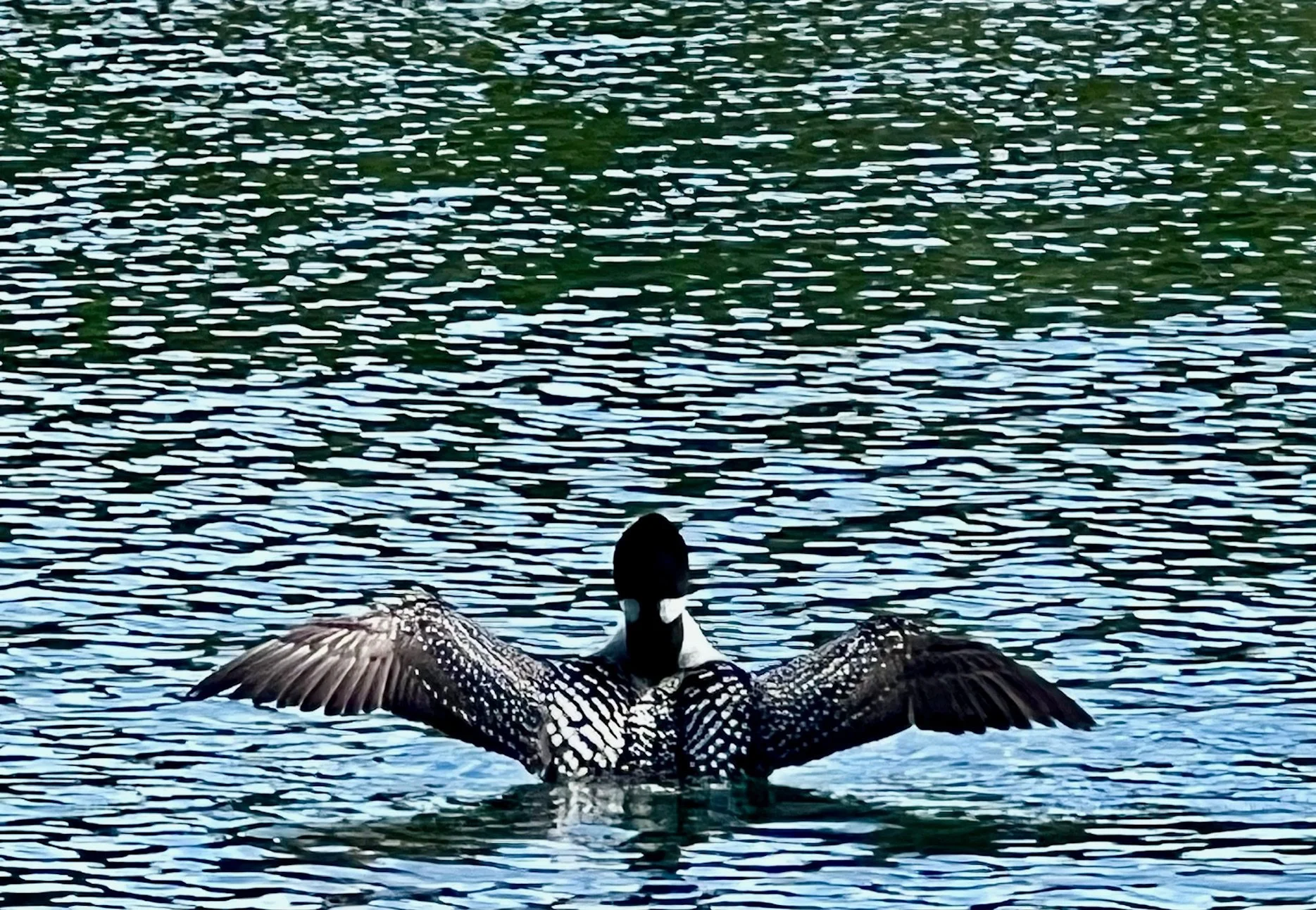 loon.jpg