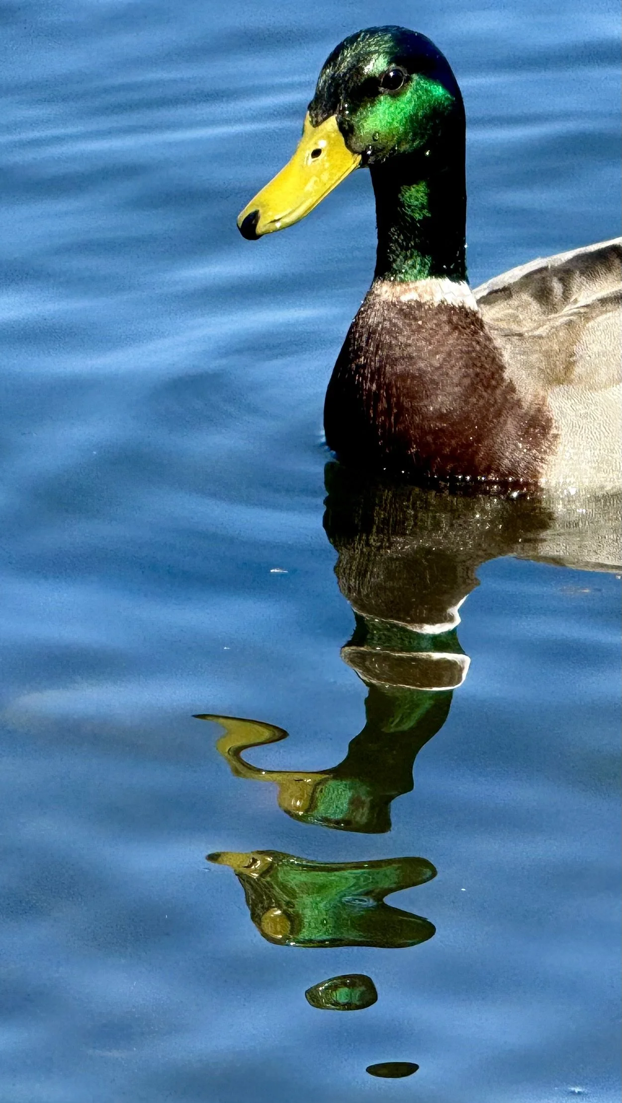 duck.jpg