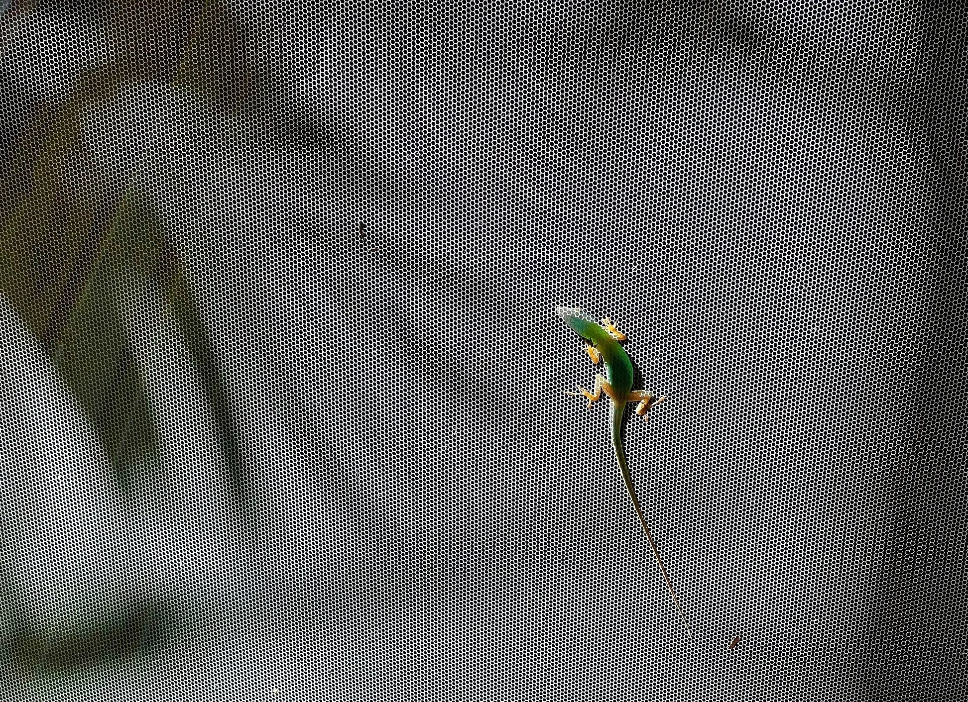 IMG_3524.jpg