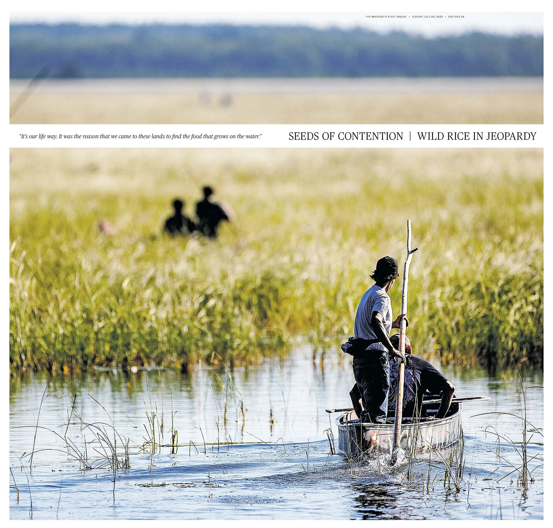 Special section: Seeds of Contention - Wild Rice in Jeopardy