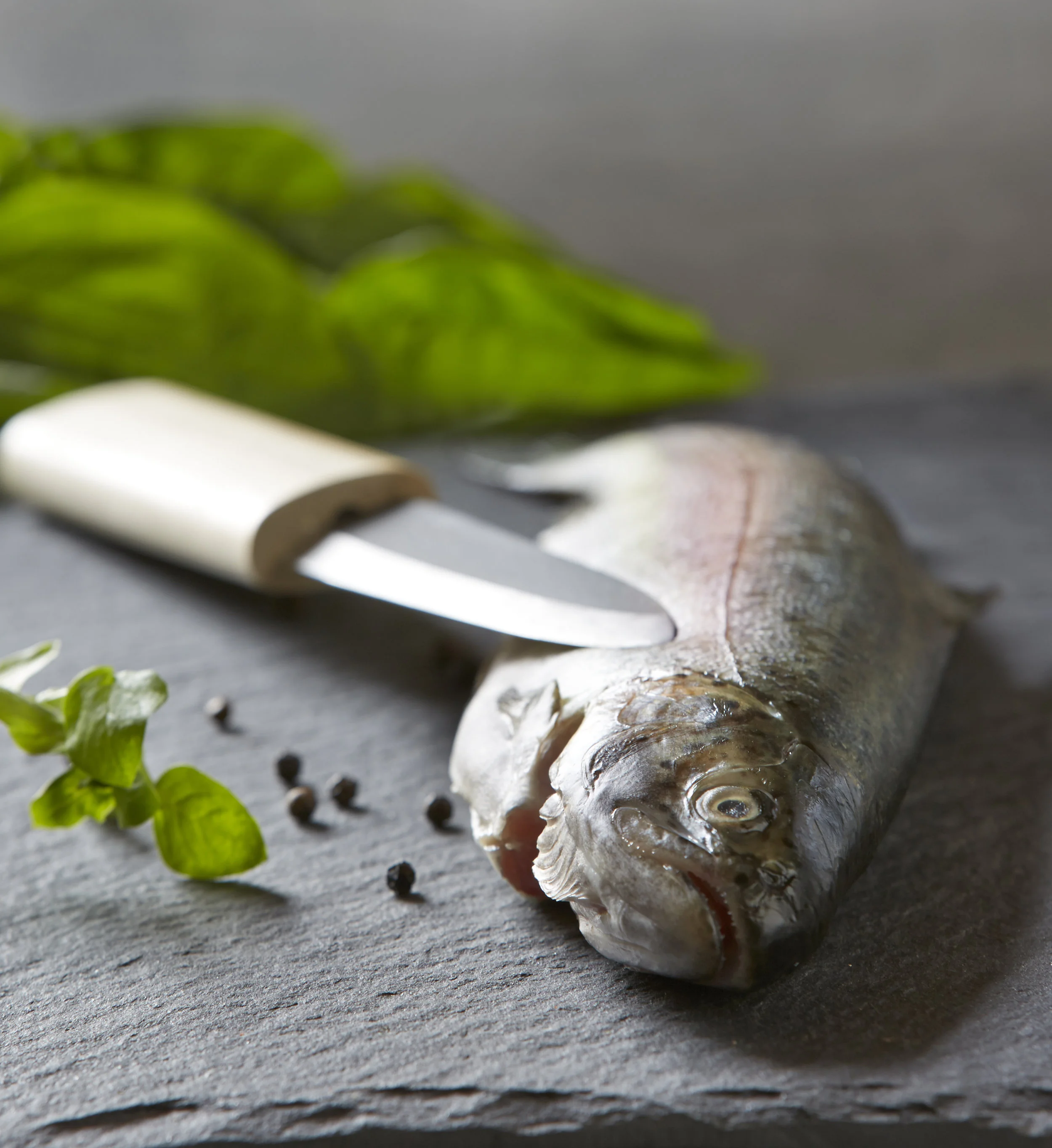 Trout Test 3 Final.jpg