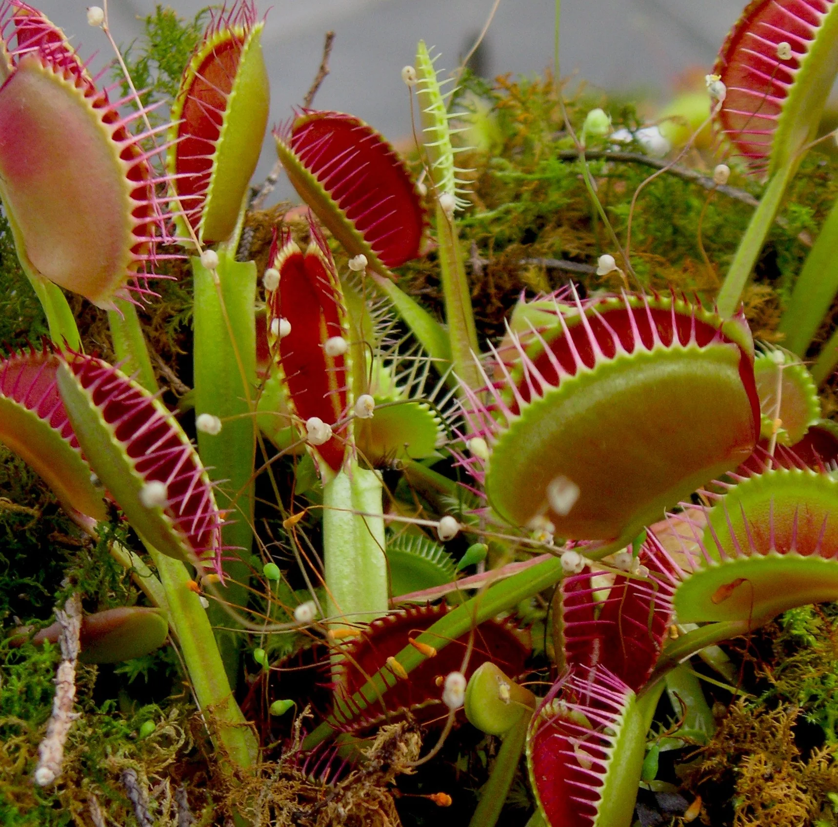 688528688_597c011941_o (1).jpg