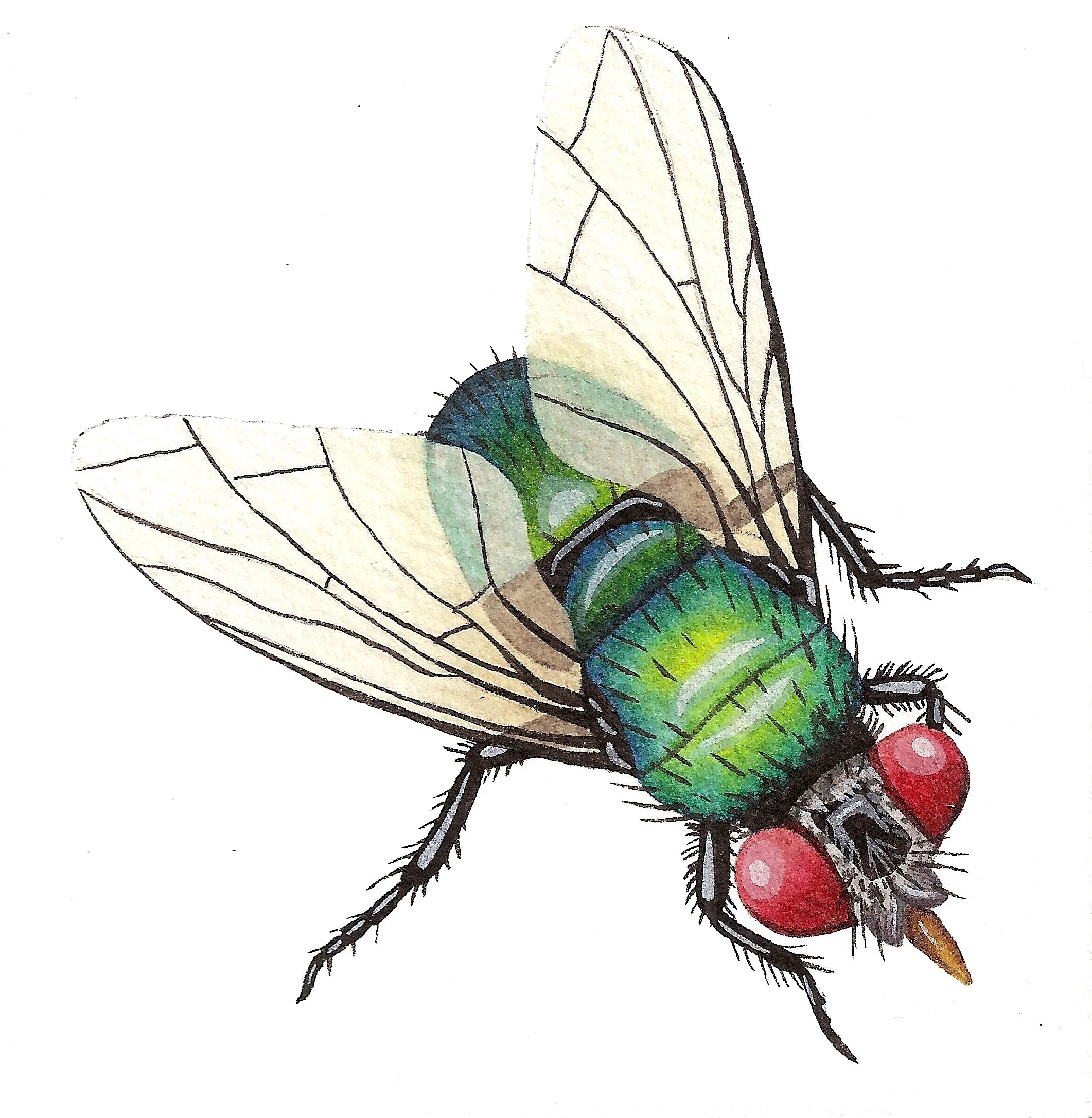 common green bottle fly - Phaenicia sericata.jpg