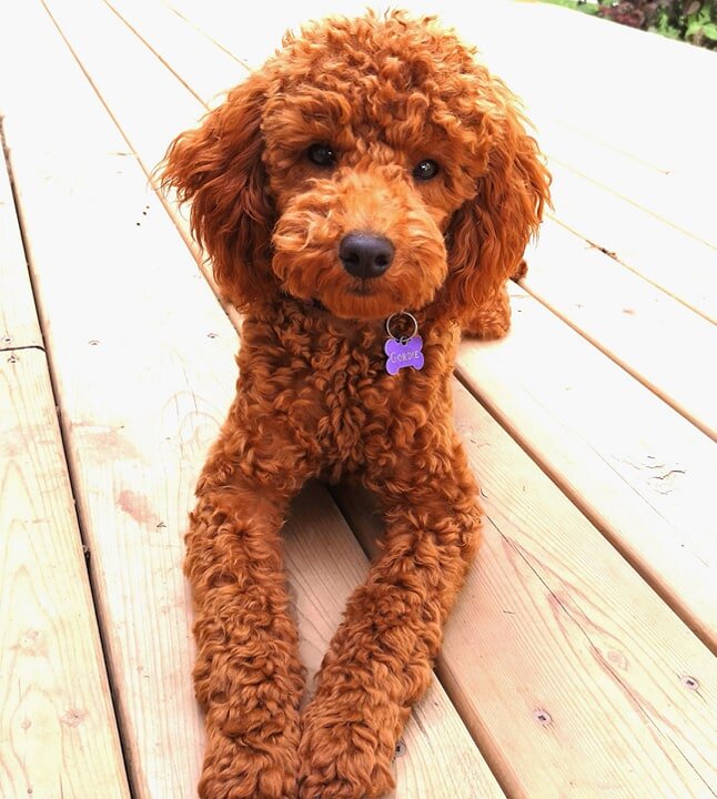 red poodle