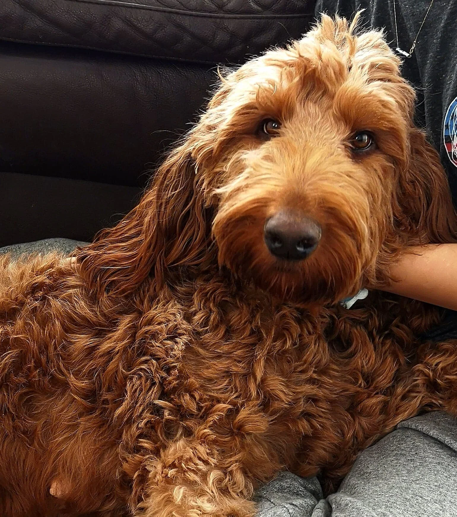 Poodle Irish Setter Mix Irish Poodle Labradoodle Irish Setter Mini