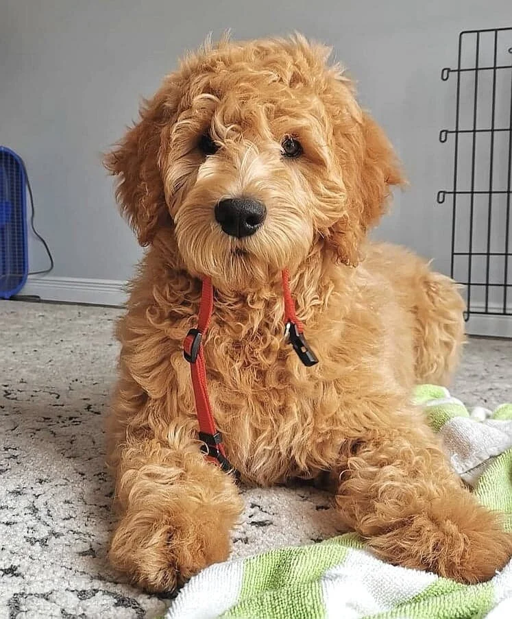 Golden Doodle Mamas Ponsonby Poodle Doodles