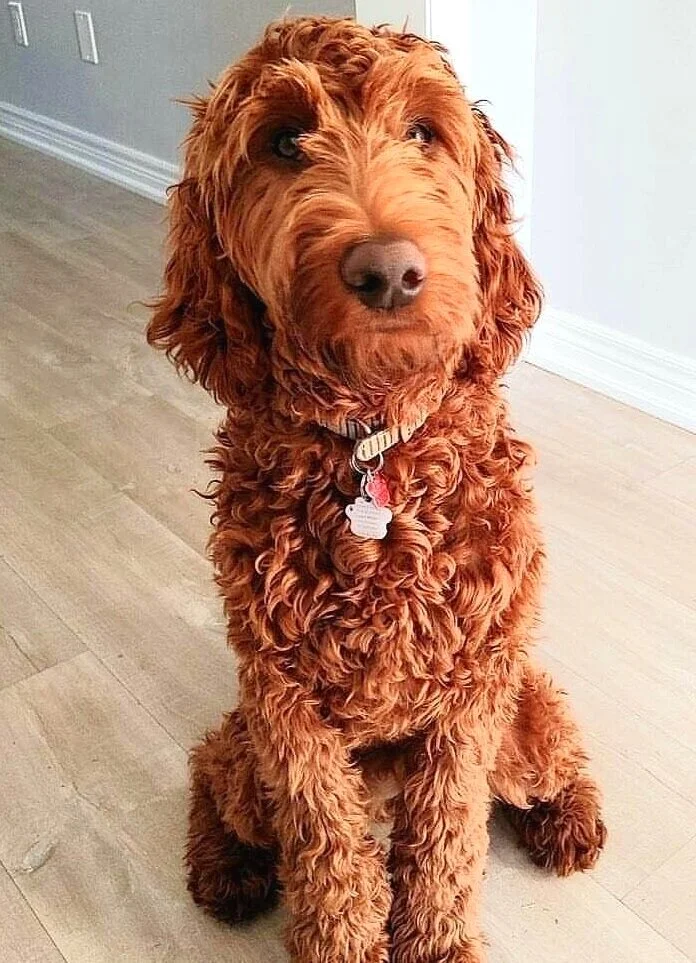 Top irish doodle haircut Shop