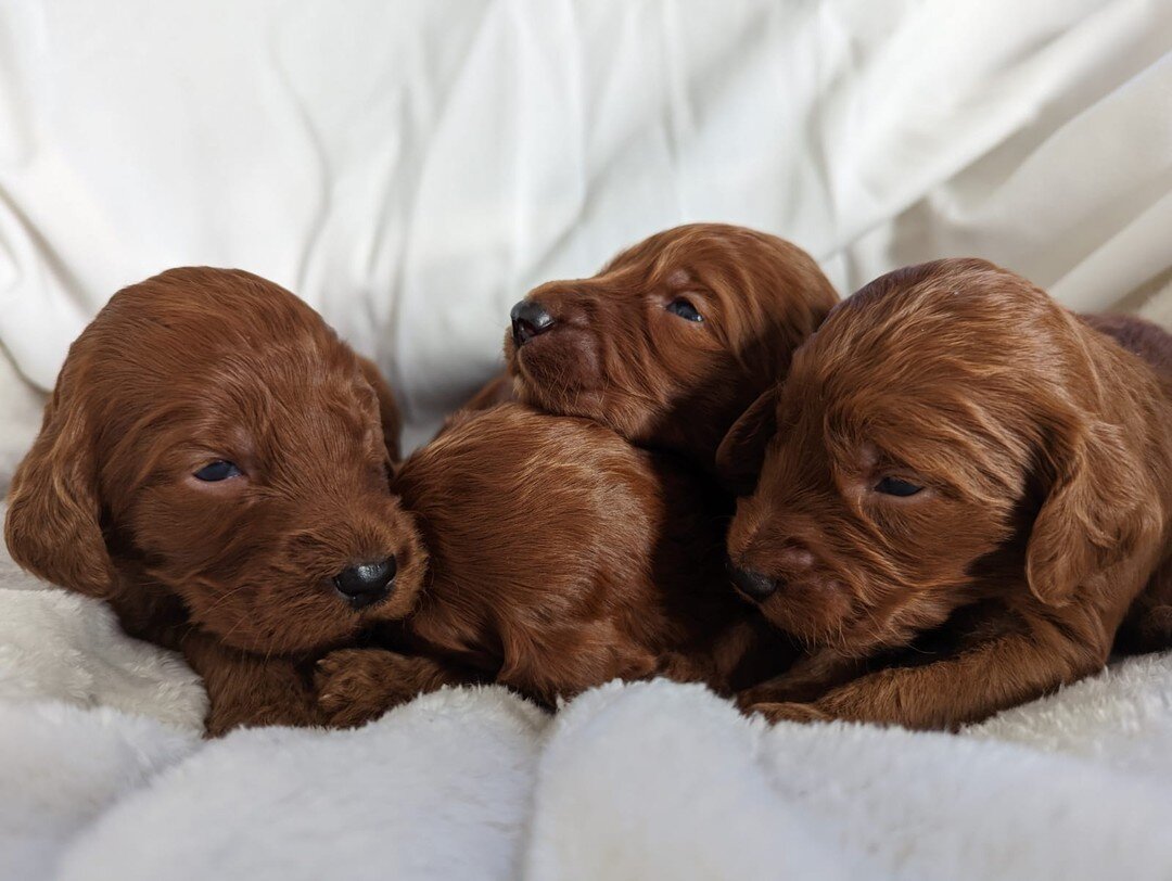 Stella's little ones opening their eyes to the world. 
F1 Standard Irishdoodles rising 3 weeks of age. 

Please enquire through ponsonbypaws@gmail.com

www.ponsonbypoodledoodles.com
#ponsonbypaws
#dogslife
#doods
#doodlesofinstagram
#goldendoodleonta