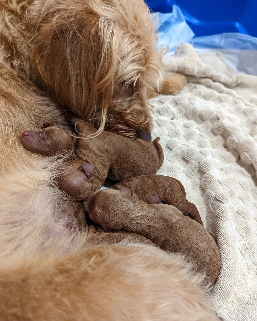 Mama Lola and her brand new babies.
F1BB Extra Petite Miniature Labradoodles. 

Limited availability, please enquire through ponsonbypaws@gmail.com

Www.ponsonbypoodledoodles.com
#ponsonbypaws
#minidoodle
#minidoodlepuppy
#minilabradoodle
#puppylove
