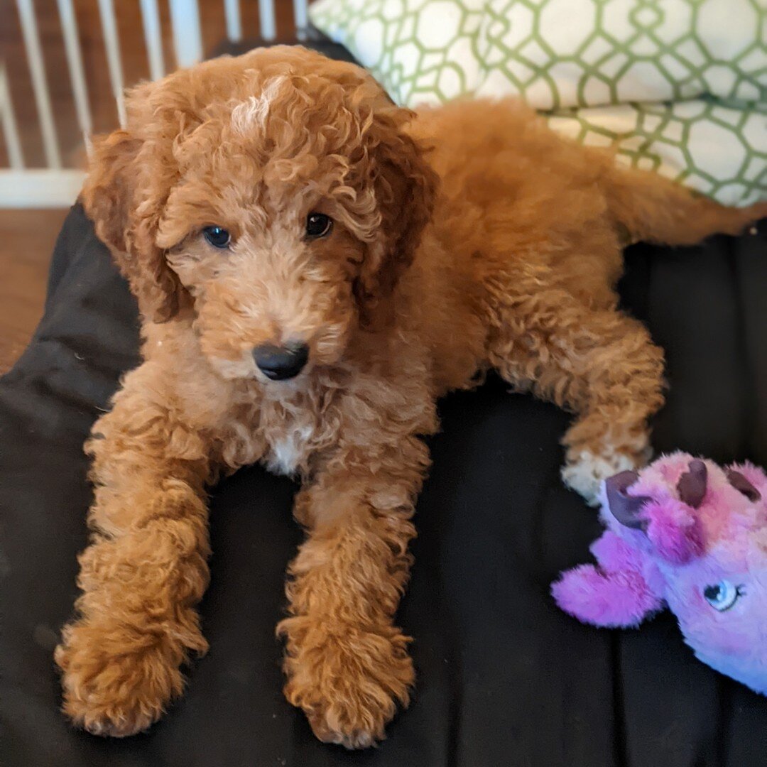 Baby Copper. 
Red Tuxedo miniature poodle adopted from Ponsonby in 2022. 

www.ponsonbypoodledoodles.com
#ponsonbypaws
#minidoodle
#minipoodlepuppy
#minipoodle
#puppylove
#puppy
#doods
#poodlepuppy
#poodlesofinstagram