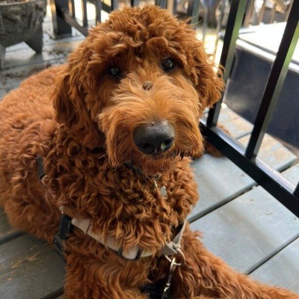 Meet Freddy. F1 Irishdoodle from Stella and Henry.
Is this the look of your perfect puppy? We are currently reserving for Stella and Henry's final litter, going home November 2022.

Please enquire through ponsonbypaws@gmail.com

www.ponsonbypoodledoo