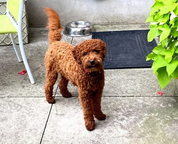 Full Grown Red Poodles For Sale Full Size Poodles Red Miniature