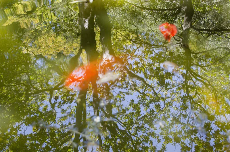 Garden Pool #2