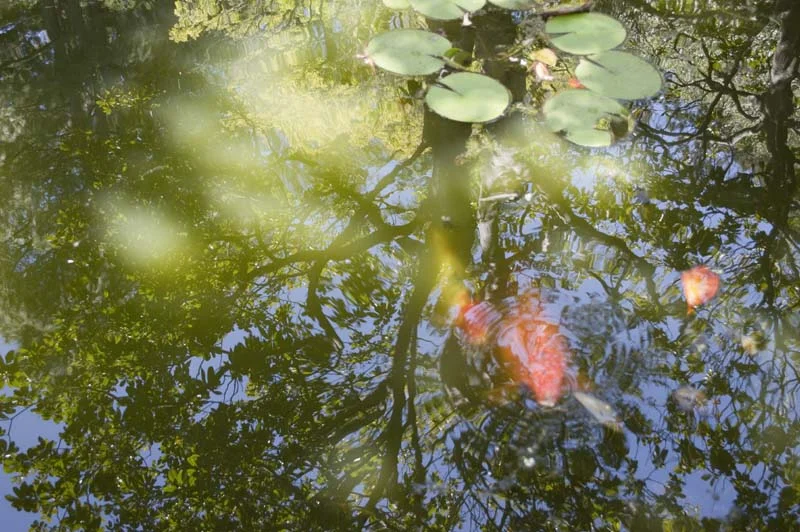 Garden  Pool #3
