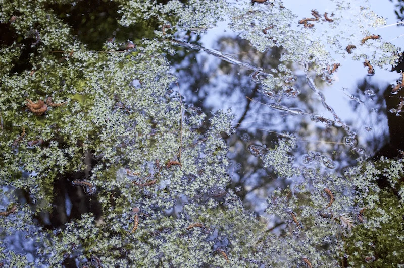 Garden Pool #4