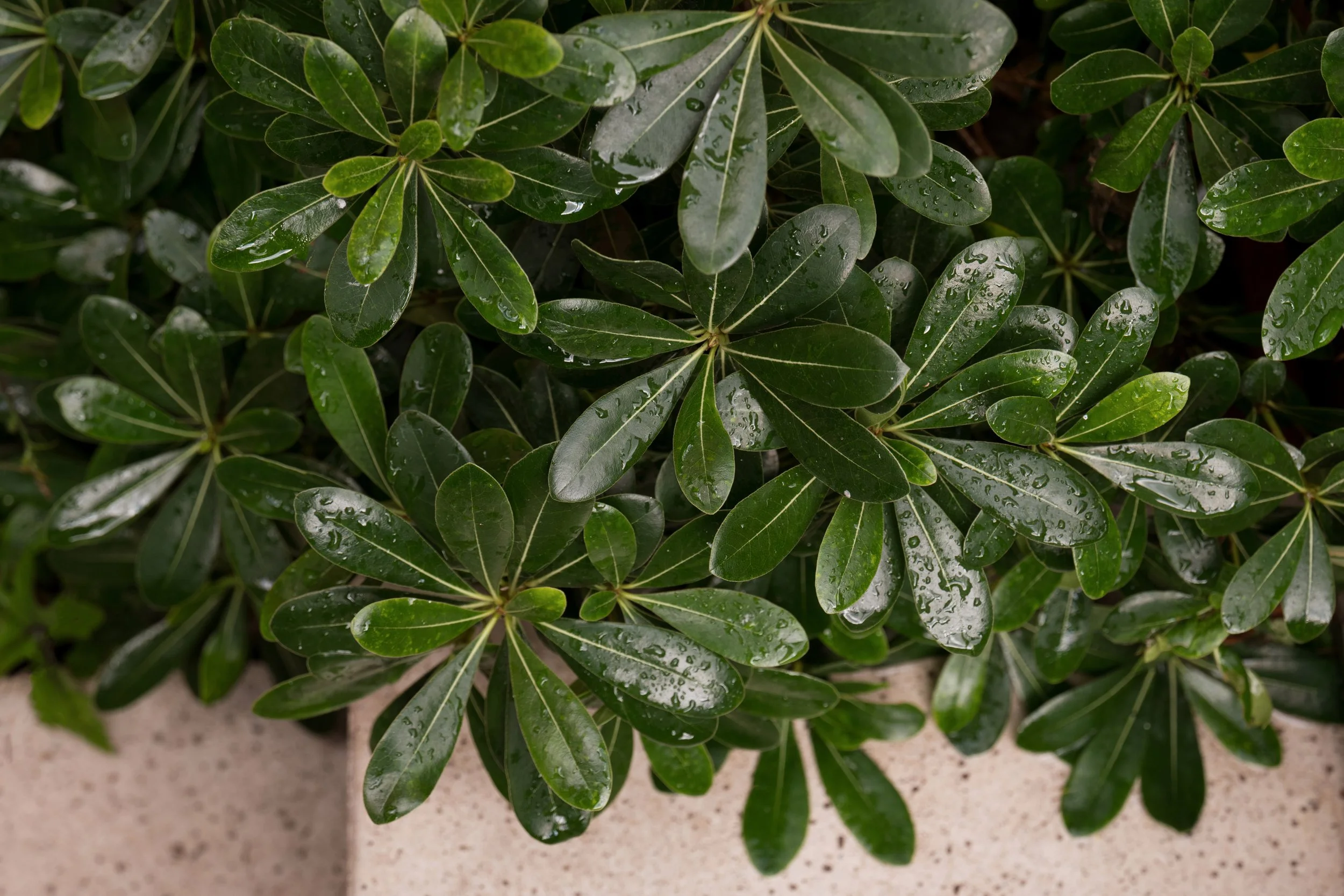 Scarsdale Villas 03.JPG