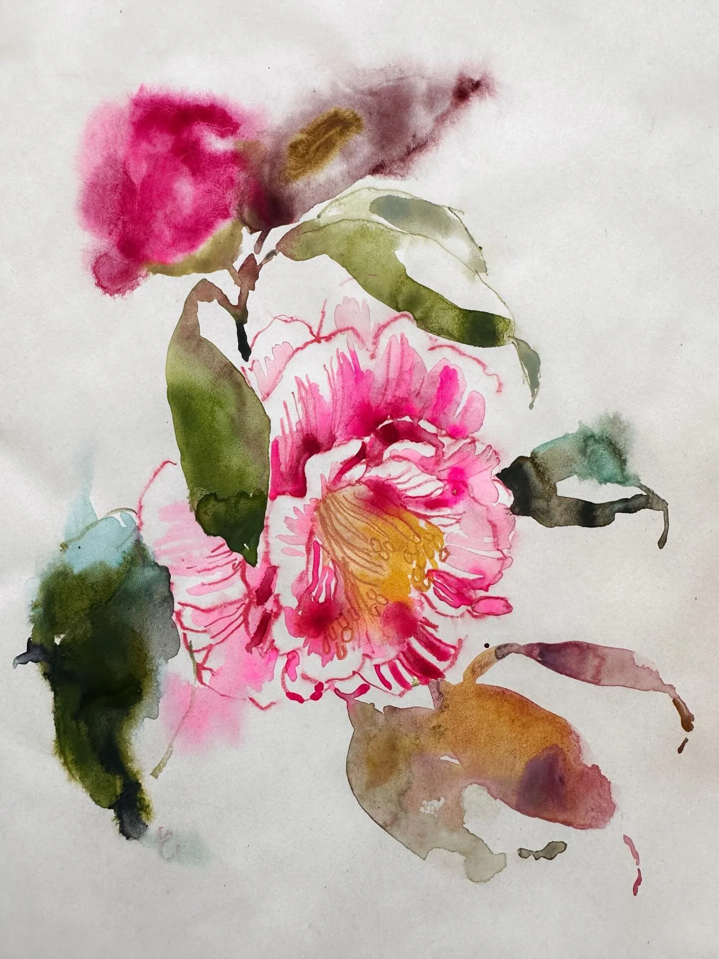 The camellias are out already. I wasn&rsquo;t going to paint today but one of them bloomed in the vase over night and it was too perfect to ignore. 
#watercolorblooms #watercolorpaint #watercolourartist