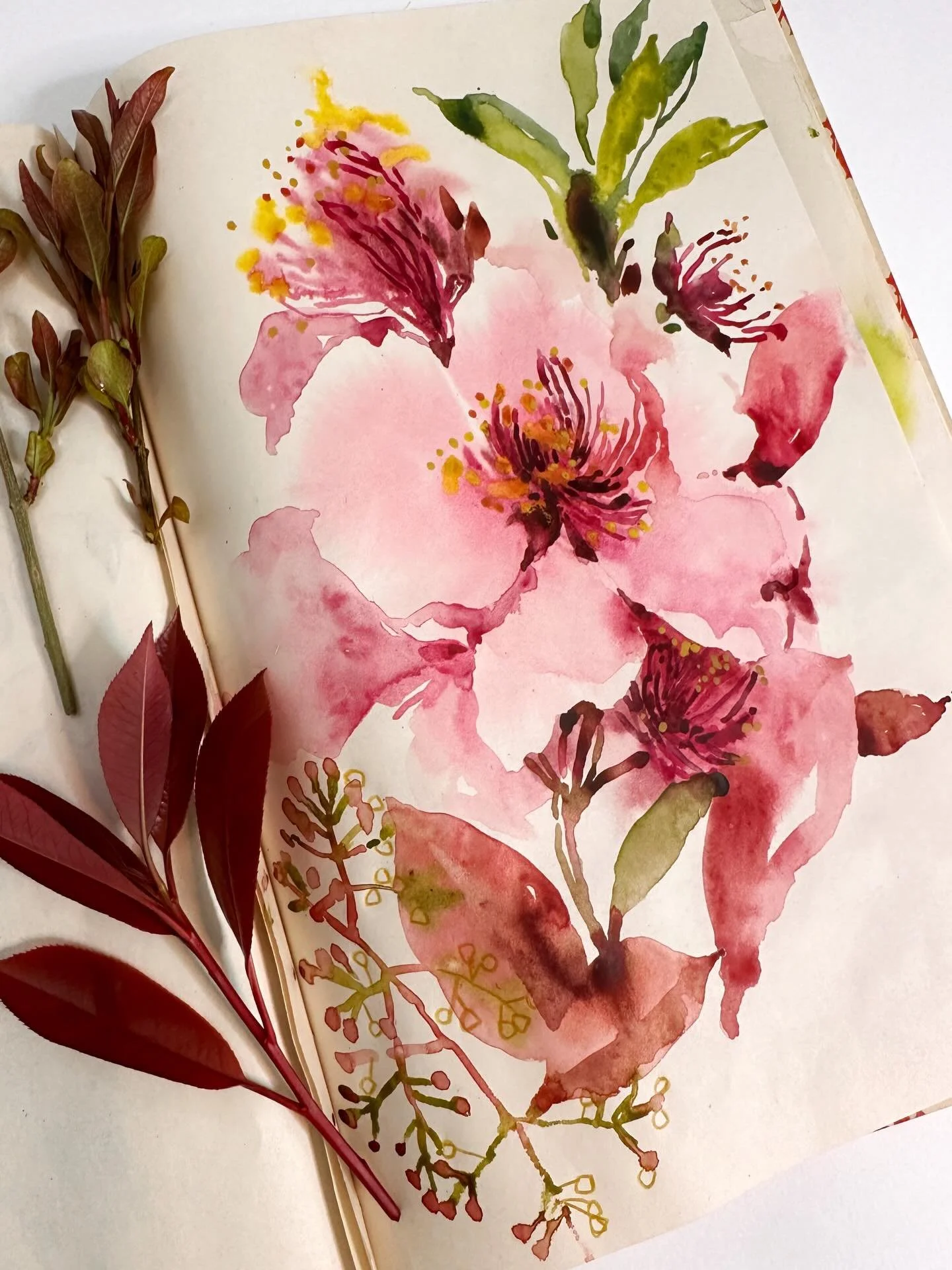 More blossom. Collecting my jam jars ready for the onslaught of fruit here. I&rsquo;m not ungrateful but it gets out of hand - can&rsquo;t walk without squashing apricots and figs into the treads of your shoes. 

#botanicalsketch #floralsketch #sketc