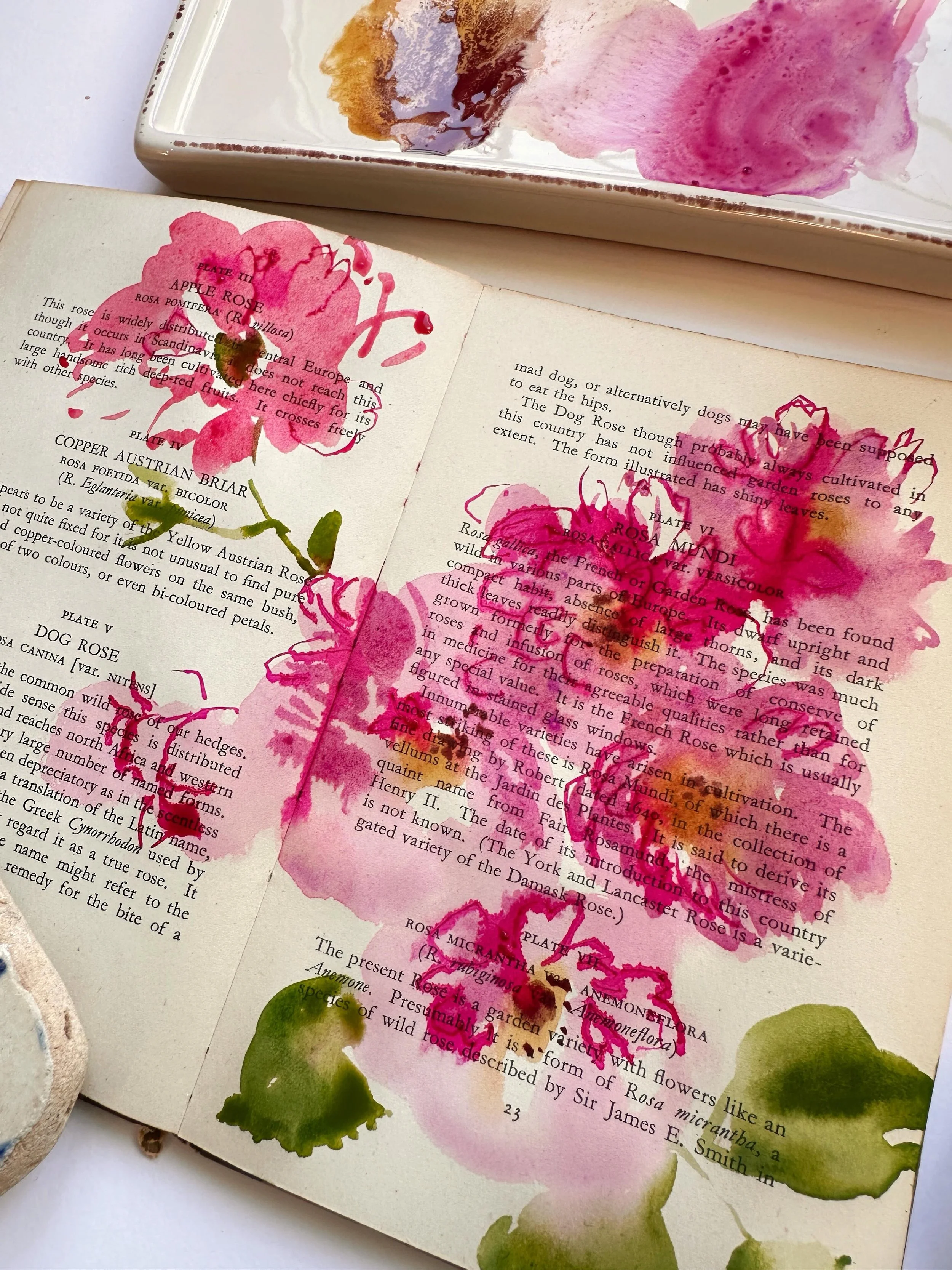 Continuing with my roses painted/sketched in a vintage book about roses. This time I used pink ink and a nib pen to pick out some of the detail. I&rsquo;m filming a tutorial to show you how to do this. It will be in my shop by the end of the week. 

