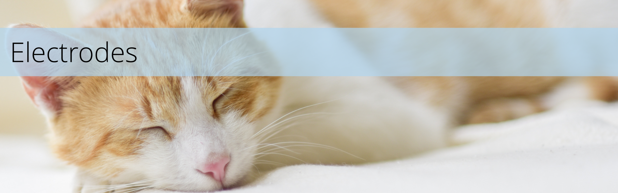 Bicom bioresonance therapy in the US? Yes! For veterinarians and the veterinary market only.