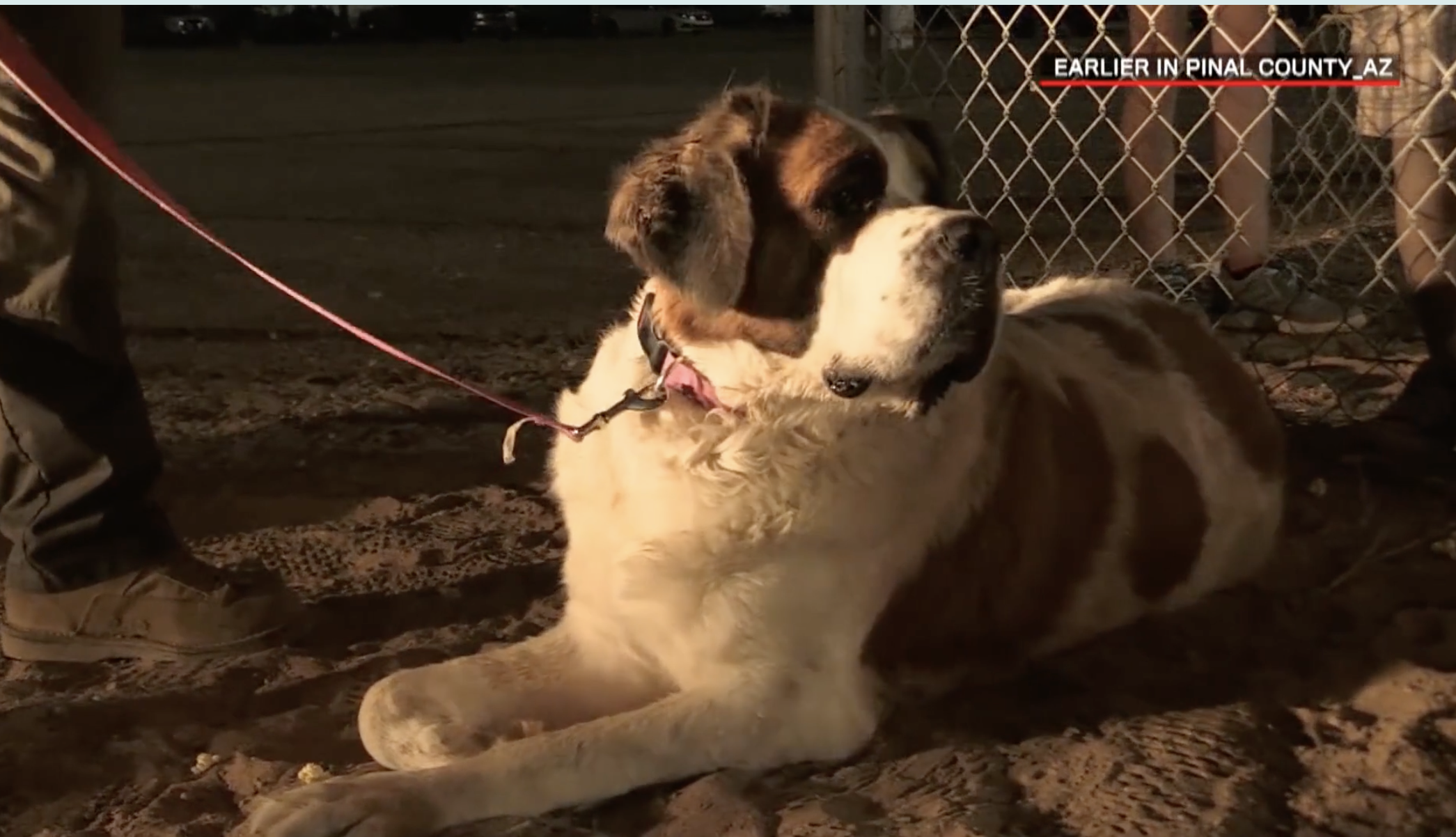 Producer/Camera_ LivePD on A&E