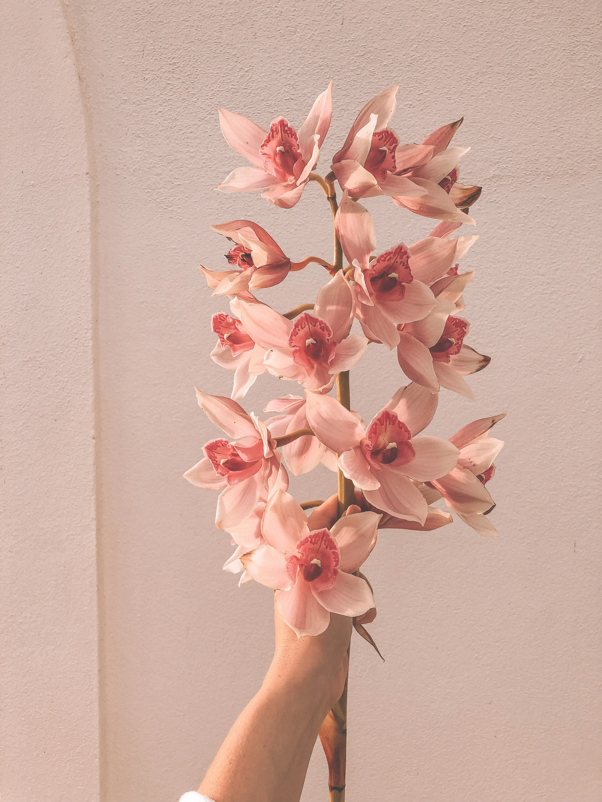 The whole “tough choice” process can feel light and delicious if you let it! Kinda like these orchids from Portugal.