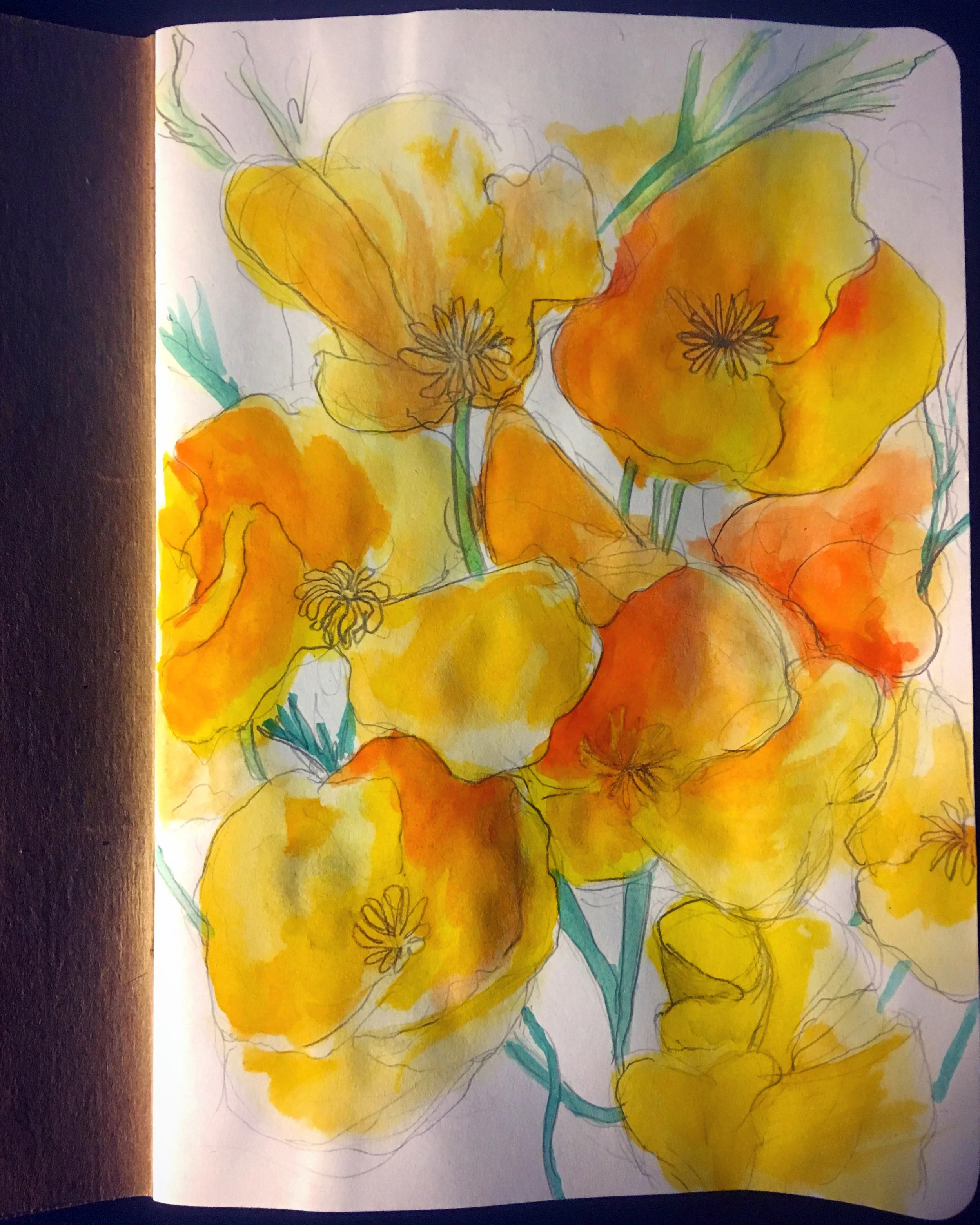California Poppy