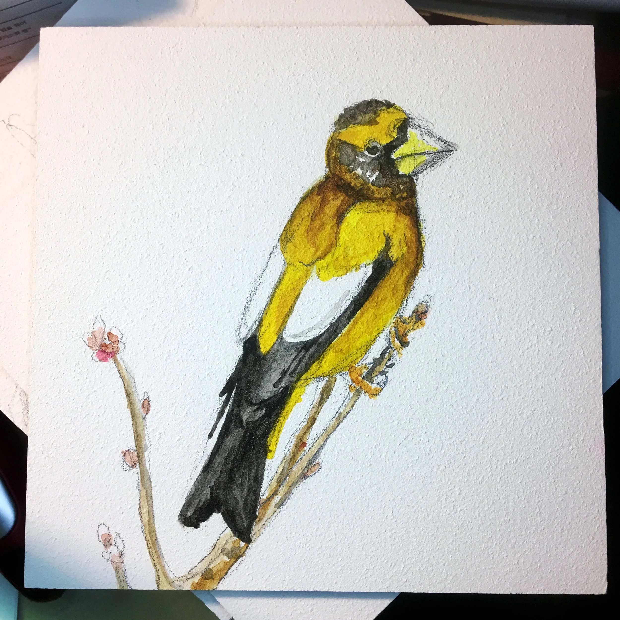 Yellow Grosbeak