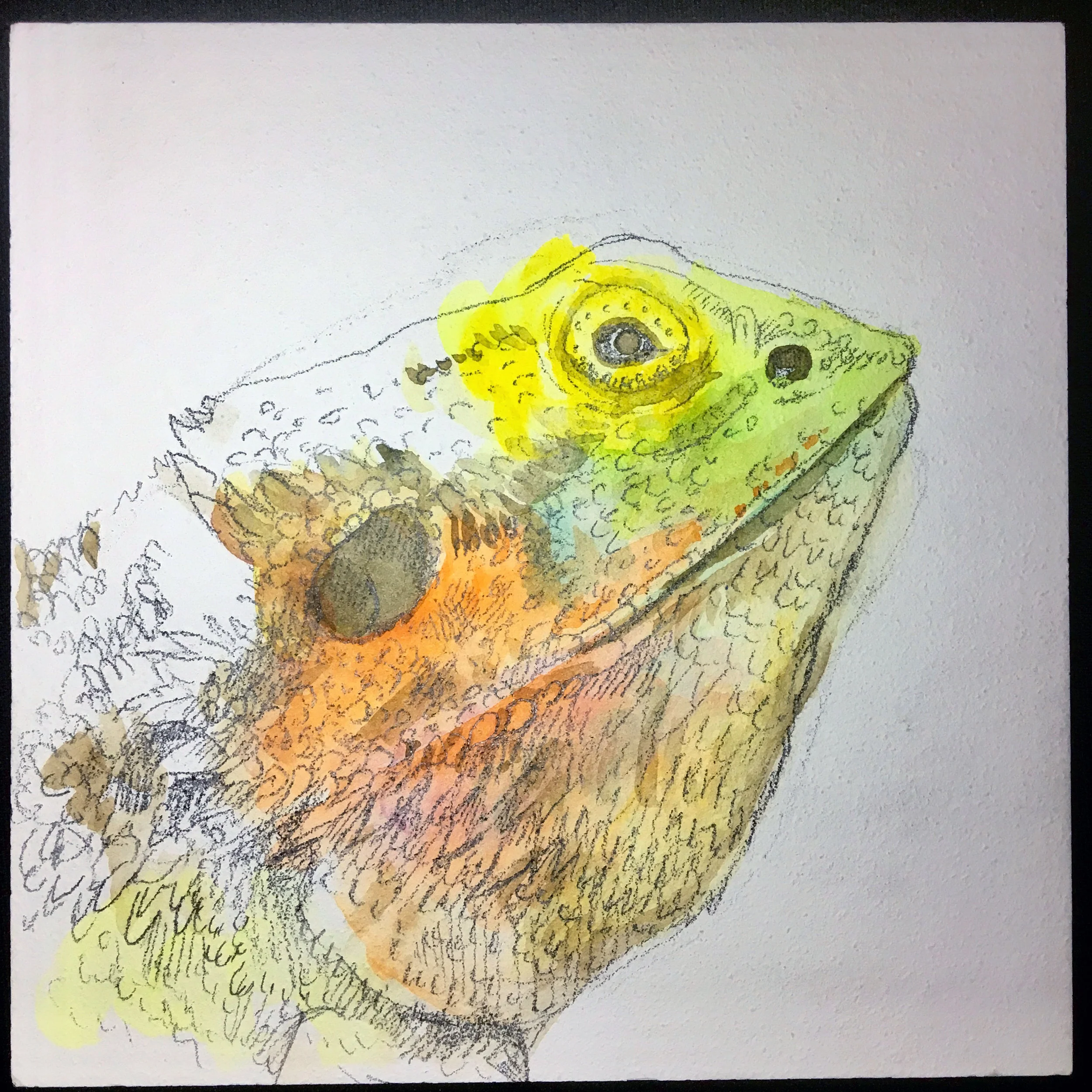 Bearded Dragon - Ciara